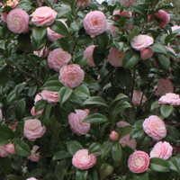 Camelliaa