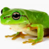 raddishfrog